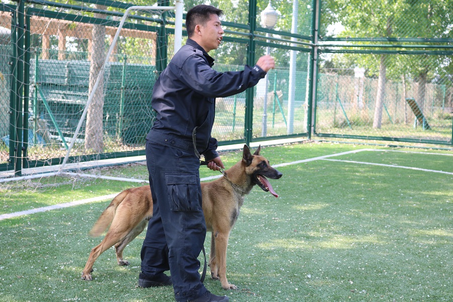 走进青岛警犬基地揭秘破案奇兵警犬如何练成