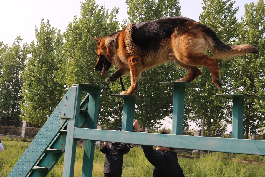 走进青岛警犬基地揭秘破案奇兵警犬如何练成