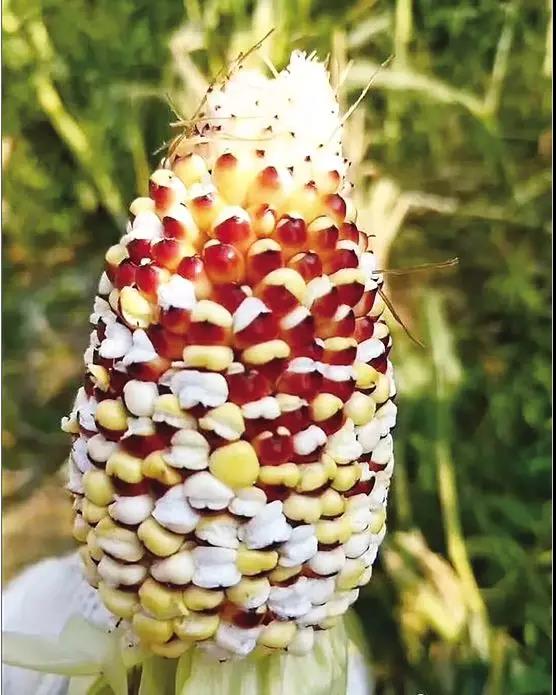 高温致玉米变爆米花明察真相别再以讹传讹