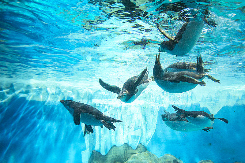青岛海昌极地朋克海洋节炫酷来袭7月25日鲸奇夜场正式开放