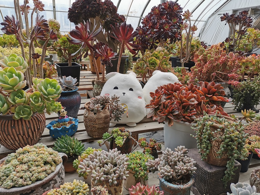 山東青島,百億綠洲多肉植物園,各式各樣的多肉植物,小巧可愛.