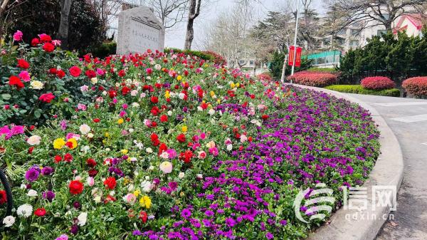 “花海市南”项目共施工18个节点 栽植花卉90余万株