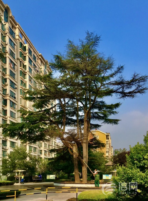 兴隆家园百年雪松断枝让居民挂心物业公司紧急施救