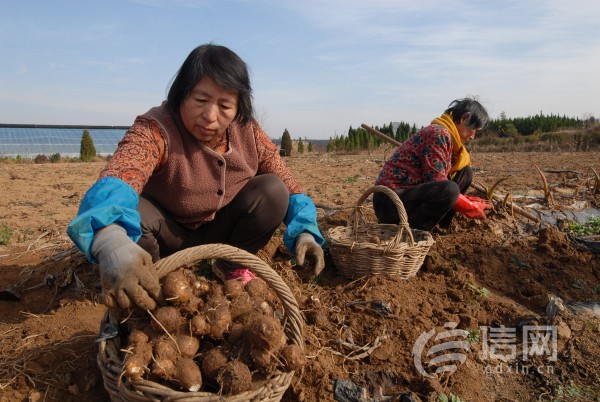 农民在田间收获芋头。(来源：即墨区委宣传部)