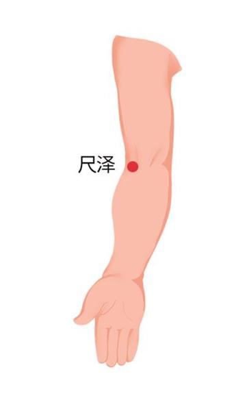 7. 尺泽：位于肘横纹中，肱二头肌腱桡侧凹陷处。取穴时曲肘，在手臂内侧中央处有肱二头肌肌腱，腱的外侧即是。