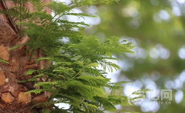 国家一级保护植物-水杉 (来源：崔可宁 摄)