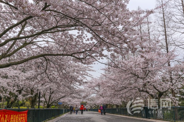 中山公园内樱花盛开，智慧园区项目预计于2023年9月启用(来源：信网)