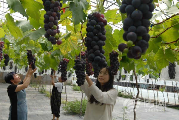 游客在即墨区移风店镇一家农场的葡萄种植园内采摘葡萄(来源：即墨区委宣传部)