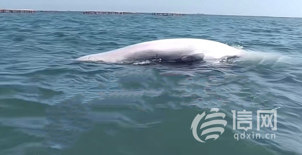 出现在竹岔岛附近的鲸鱼尸体。(来源：受访者)