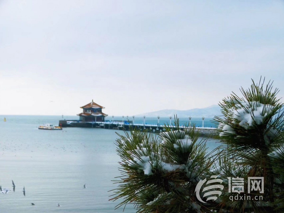 雪后青岛海边风景更胜 海鸥飞得近投喂更惬意 