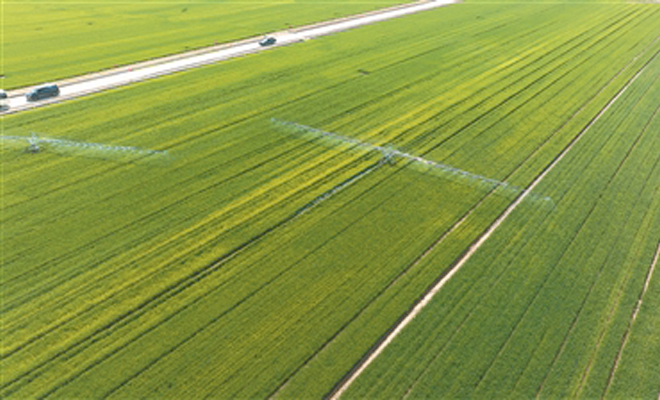 青岛建成“旱涝保收、稳产高产”高标准农田449.66万亩