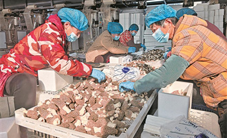 “羊肚菌书记”的共富经 为村集体增收550余万元