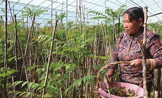 平度市古岘镇一基地种植的香椿芽俏销春节市场