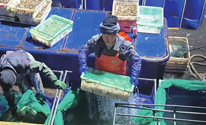 青岛春捕小海鲜上市 八带和鼓眼鱼成摊位的主角