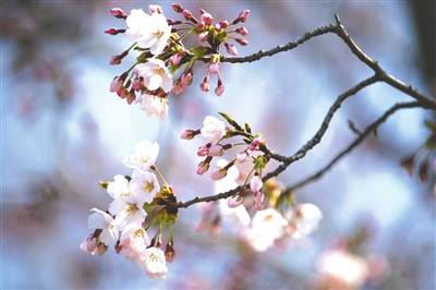 限定浪漫上线 青岛中山公园单樱4月5日进入始花期 