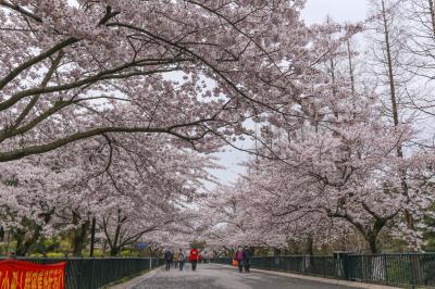 青岛中山公园单樱开花时间预计为4月4日