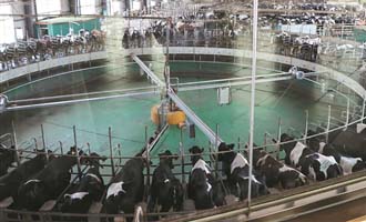 青岛聚力打造千亿级全产业链 畜牧业发展量稳质升