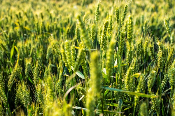 山东明确“十五五”粮食综合产能目标达1160亿斤以上