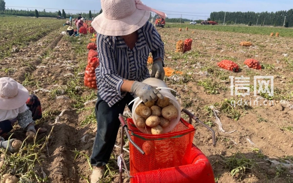 马铃薯收获现场照片。（来源：青岛西海岸新区农业农村局）