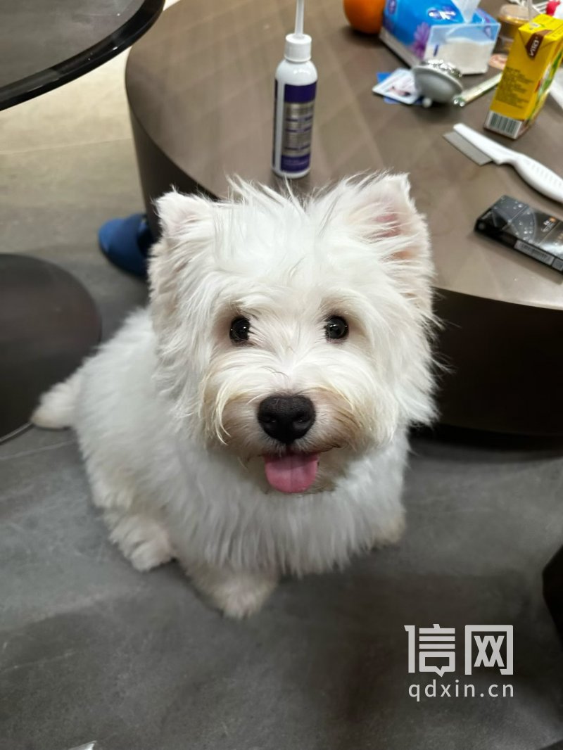 犬只耳部受伤前。（来源：受访者）
