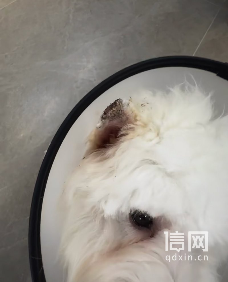 犬只耳部受伤。（来源：受访者）