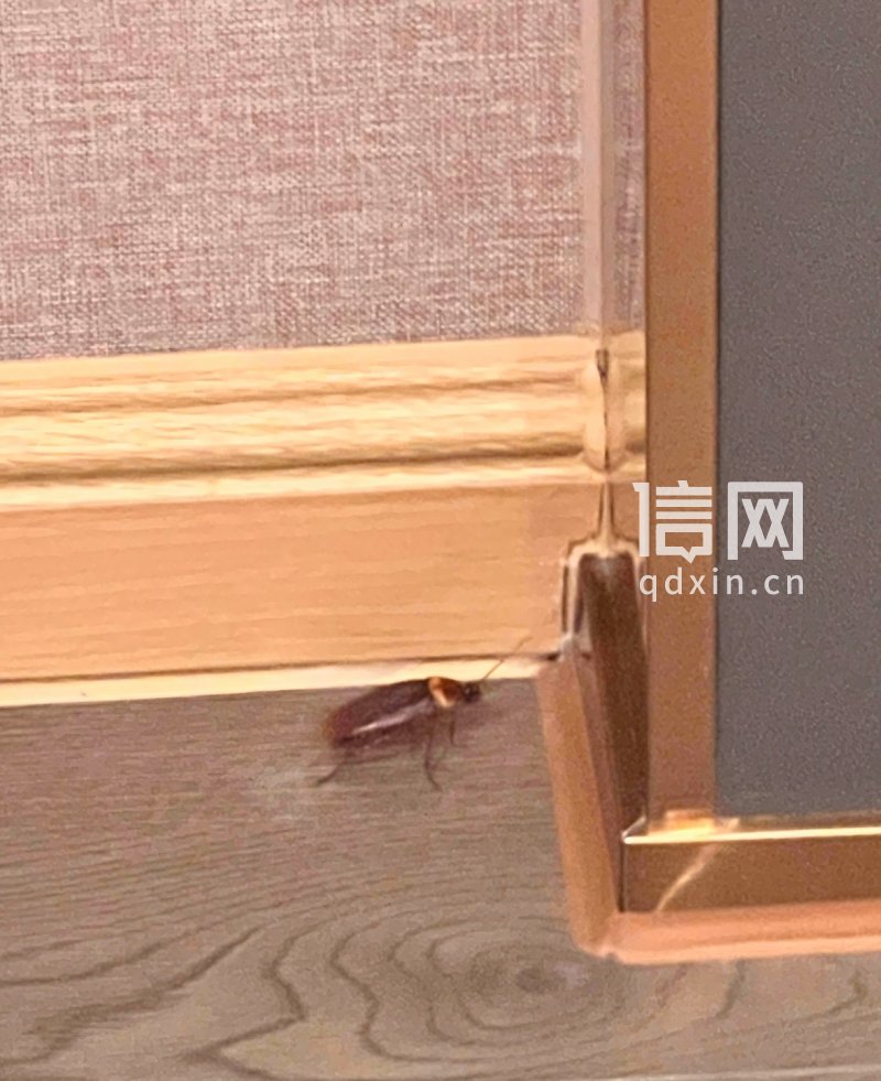 房内蟑螂。（来源：受访者）