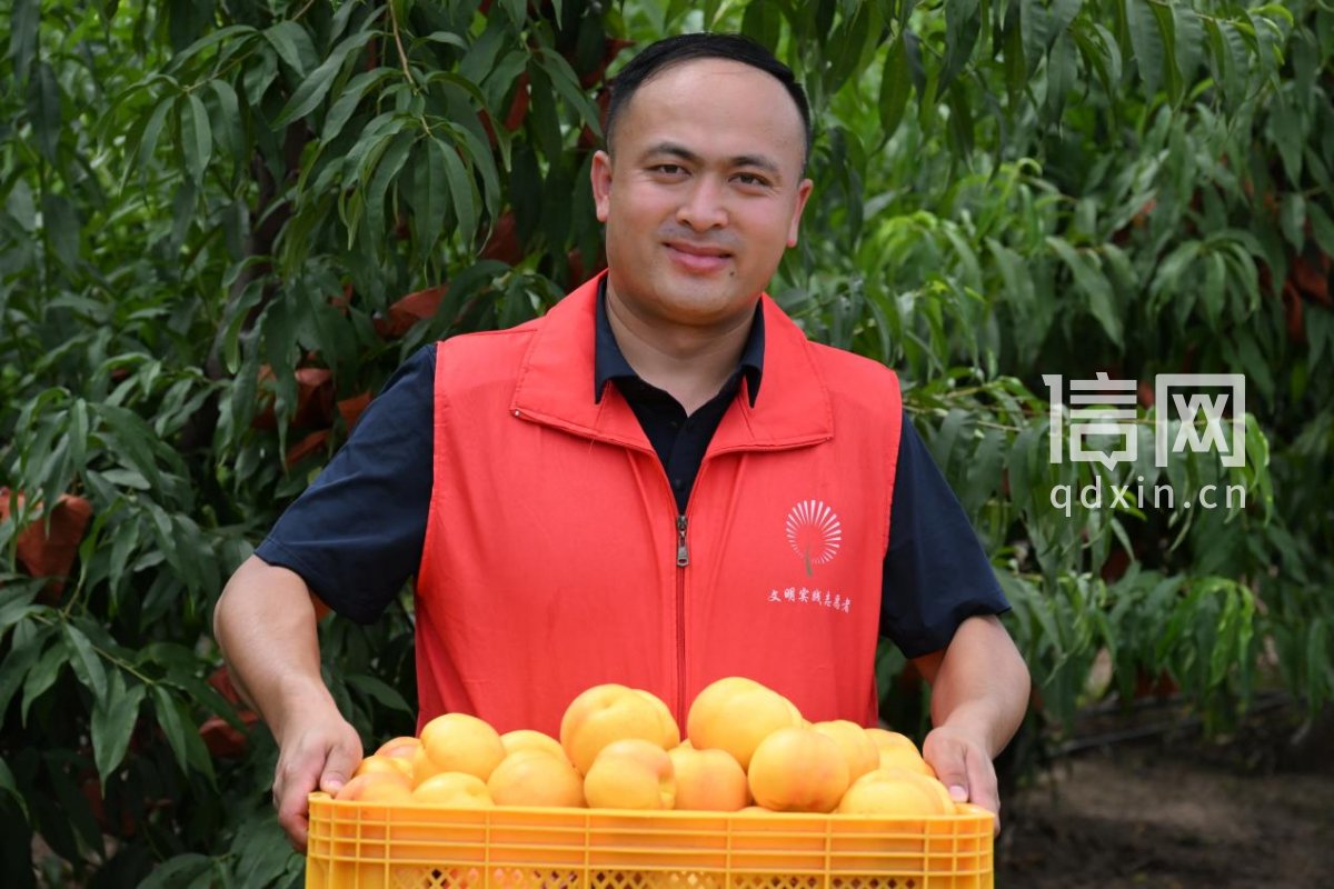 志愿者在段泊岚镇西大于庄村果园帮助果农搬运鲜桃。（来源：即墨区委宣传部）