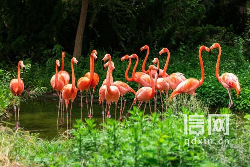 青岛森林野生动物世界。（来源：金沙滩啤酒城）