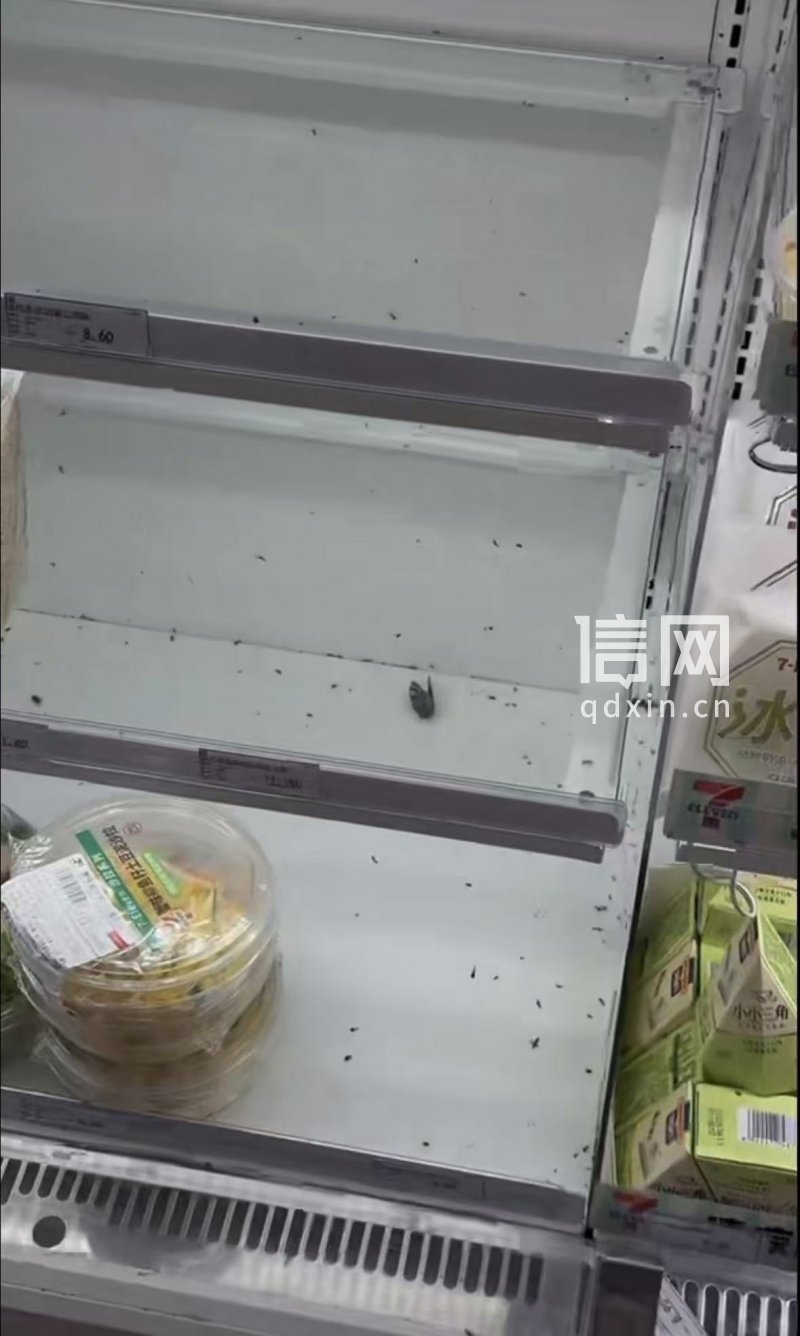 冷藏柜内的虫尸。（来源：受访者）