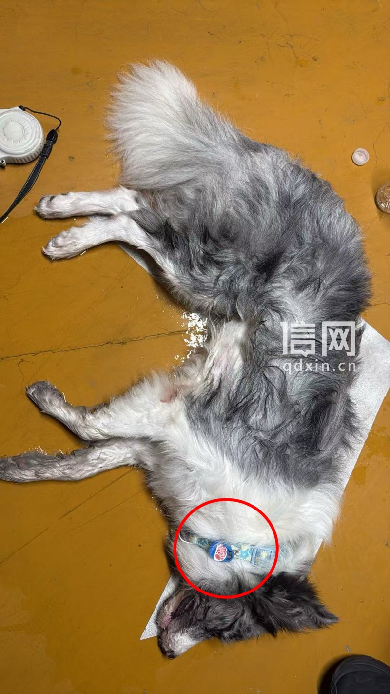 印女士一家找到宠物狗时，狗脖子上佩戴着摩米士防丢定位器。（来源：受访者）