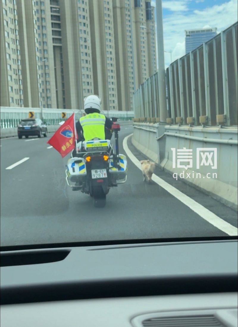 青岛交警护送误入高架路的小狗。（来源：受访者）