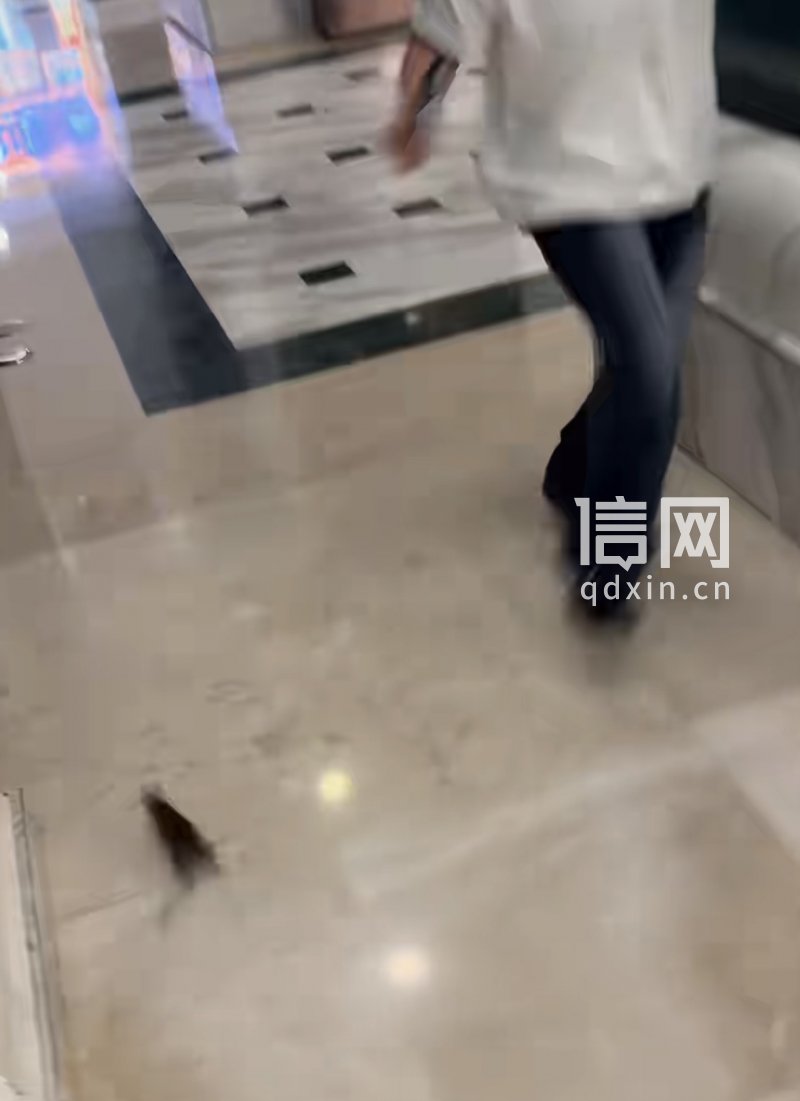 从顾客身边快速跑过的老鼠。（来源：受访者）