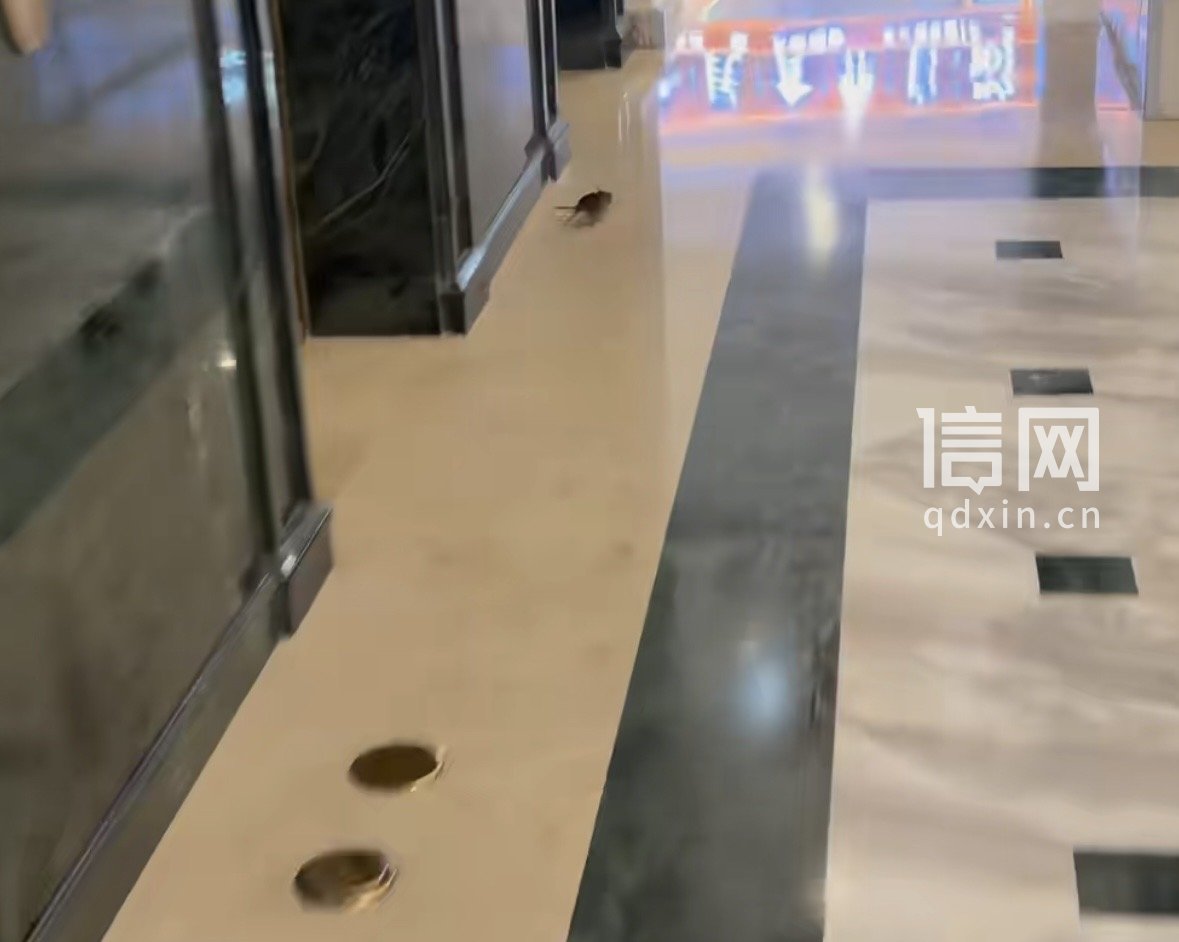 跑过电梯口的老鼠。（来源：受访者）