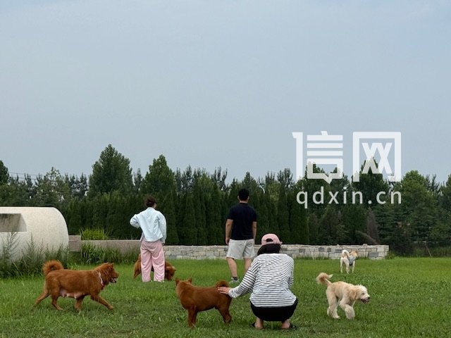 市民携带宠物狗在草坪游玩。（来源：即墨区委宣传部）