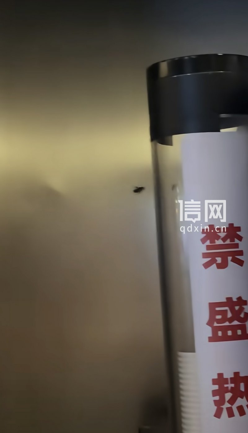 饮水处的蟑螂。（来源：受访者）
