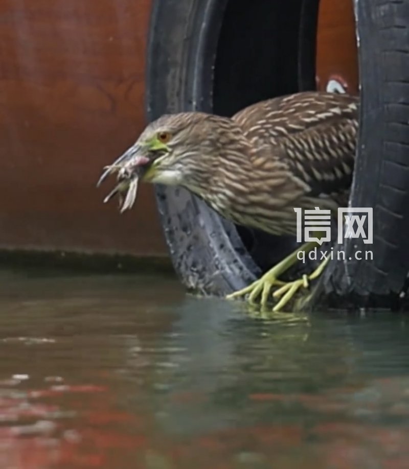 夜鹭将麻雀一口吞下。 （来源：受访者）