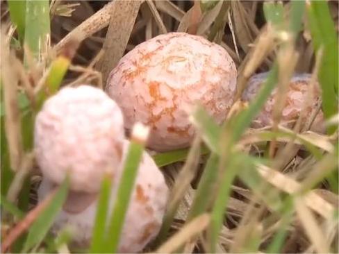 银杏果落地发臭还能捡吗？这些食用误区一定要避开