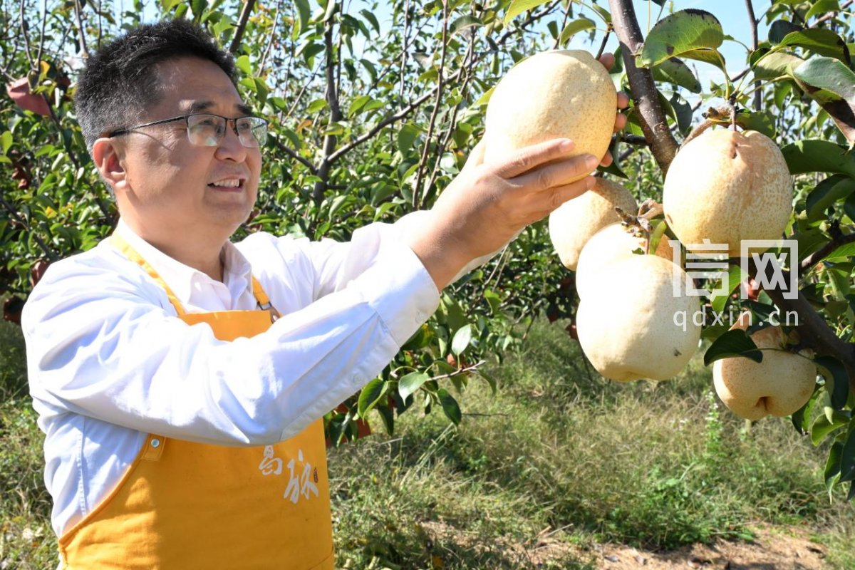 果农在即墨区金口镇的种植基地内采摘“诸葛酥梨”。（来源：即墨区委宣传部）